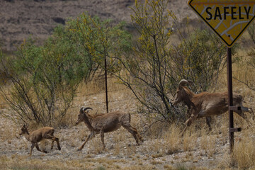 Barbary sheep running in the wild