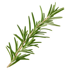 Obraz premium Fresh Aromatic Rosemary Leaves Herb Isolated on White Background for Culinary and Design Use, isolated on transparent background.