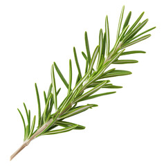 Fototapeta premium Fresh Rosemary Leaves Isolated on White Background for Culinary and Herbal Use, isolated on transparent background.