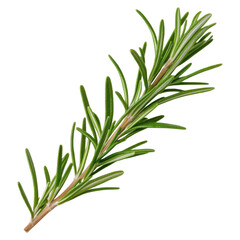 Obraz premium Fresh Rosemary Leaves on White Background, Aromatic Herb Ideal for Culinary and Herbal Uses, isolated on transparent background.