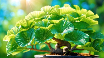 Ginkgo biloba, referred to as bonsai, is an artistic practice that employs cultivation methods to create miniature trees in containers that resemble the shape and proportions of their full-sized co...