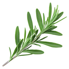 Obraz premium Sprig of Lavender Leaves with Aromatic Qualities for Herbal and Natural Charm, isolated on transparent background.