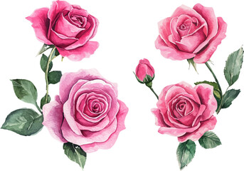 Botanical Watercolor Pink Rose Clipart
