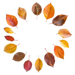 Vibrant Autumn Leaves in Circular Arrangement Showcasing the Beauty of Seasonal Nature, isolated on transparent background.