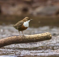 European Dipper on a Branch