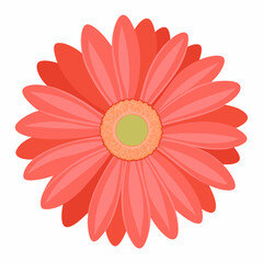 Fototapeta premium Watercolor gerbera vector on white background.