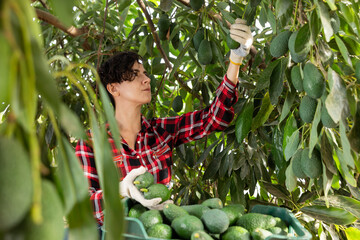 Latin female farmer in plaid shirt holding branches of avocado tree, picking avocados during harvesting season