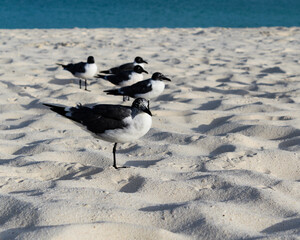 a laughing gull stands on one leg among the flock in front of a beautiful turquoise ocean with white sand beach. tropical vacation nature landscape scene.