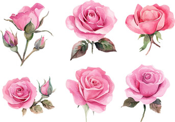 bouquet of pink roses