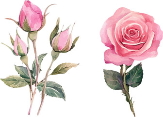 Fototapeta premium pink rose on white background