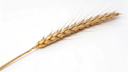 Wheat Ear on White Background