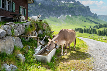 Switzerland Travel - Dairy cow drinking water in the Swiss Alps.