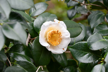 Obraz premium 白い椿の花