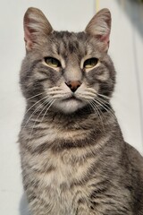 Close-up portrait of a majestic gray tabby cat, showcasing its striking green eyes and serene expression. The image captures the cat's dignified presence and captivating gaze. Perfect for cat lovers.