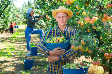 Man and woman harvesting pears in garden. Man standing with bucket full of pears and smiling.