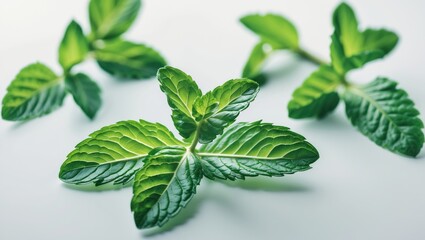 Fresh mint leaves on a white background. Isolated mint leaf. Full depth of field. Perfect mint leaf, true photo.
