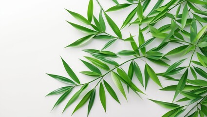 Close-up overhead view of bamboo leaves on a white background. Green leaf pattern texture featuring clipping path and space for text.