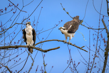 Two Ospreys perched on tree branch pooping