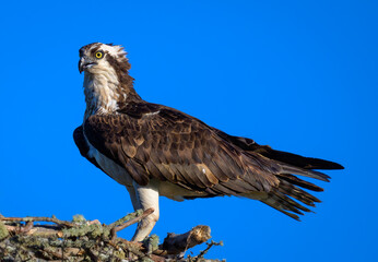 Osprey standing on edge of its nest