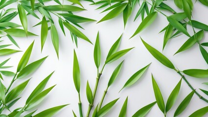 Fototapeta premium Close-up overhead view of bamboo leaves set against a white background. Green leaf pattern texture with clipping path and copy space.