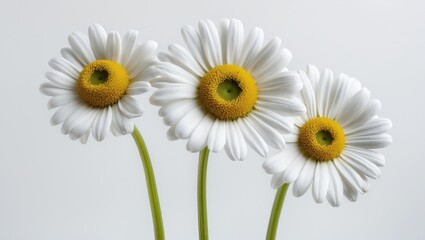 Naklejka premium Three Chamomiles (Ox-Eye Daisy) isolated on a white background.