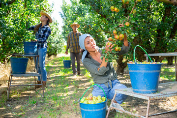 Girl, man and woman harvesting pears in big garden