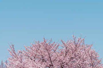 Serene Cherry Blossoms Against a Clear Blue Sky