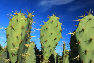 Opuntia cochenillifera is a succulent, evergreen shrubby or tree-like cactus 
The plant is...