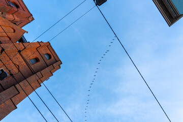 Low-angle view of historic brick church tower with tram wires and flock of birds flying in perfect line against clear blue sky. Concept of urban landscape, architectural heritage, and nature harmony.