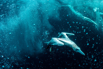 Gannet captured mid-dive underwater in the ocean, surrounded by bubbles and motion in deep blue tones.
