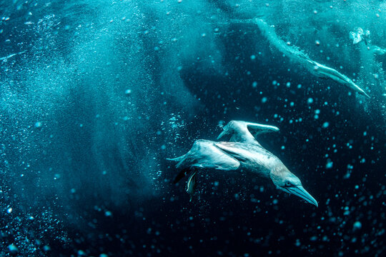 Gannet captured mid-dive underwater in the ocean, surrounded by bubbles and motion in deep blue tones.