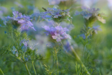 Purple Prairie verbena perennial wildflower in Texas nature during spring season closeup with blurred background in field.