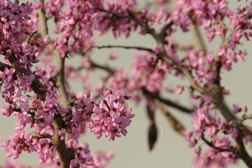 Cercis canadensis, eastern redbud tree blooms during spring season closeup in nature.