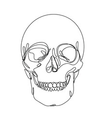 Human Skull , line drawing , vector illustration