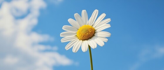 Daisy Bloom with Blue Sky and Clouds 