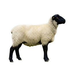 Suffolk Sheep Full Length Isolated, White Background - Farm Animal