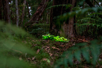 Bioluminescent Ghost mushroom Omphalotus nidiformis Thirlmere lakes National Park 2025