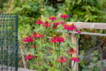 Vibrant Zinnias in a Rustic Garden
