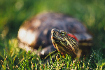 red-eared slider turtle on the lawn