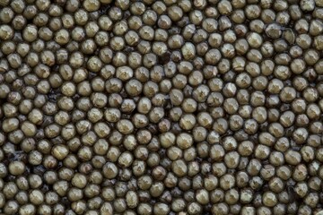 superior grade black caviar background, macro view