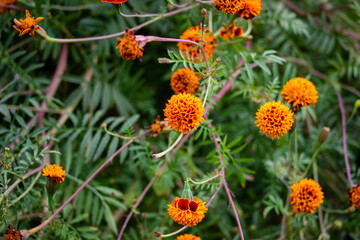 Vibrant Marigold Blossoms – A Burst of Orange Beauty