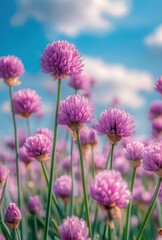 Fototapeta premium Vibrant Pink Chive Flowers Against a Bright Sky with Soft Clouds in a Fresh and Lush Green Field Under the Sunlight During a Beautiful Spring Day