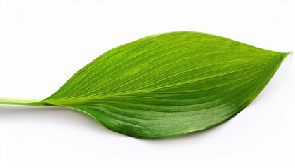 Obraz premium Green lily leaf isolated on white background - 27379