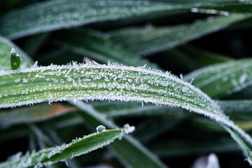 Frosty frost winter wheat.Frost on the leaves