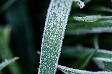 Frosty frost winter wheat.Frost on the leaves