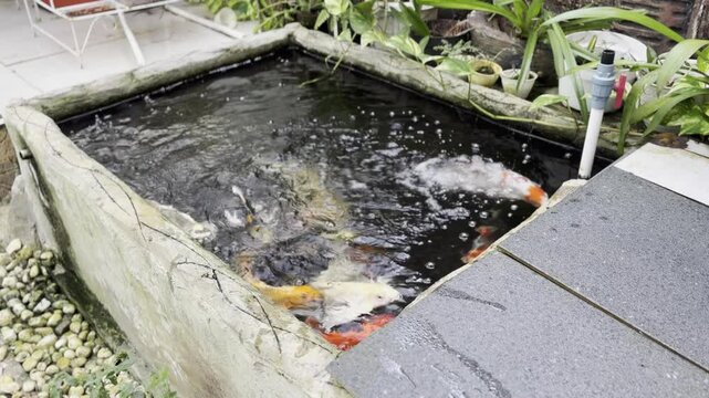 happy koi fish with venturi that provides the oxygen needed in the water which makes koi fish comfortable and eager to eat