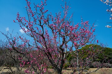 南立石公園の梅