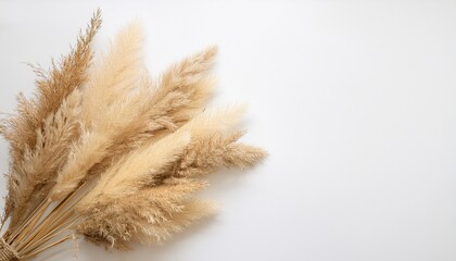 Reed grass bunch on white background, pampas grass minimal flat lay, copy space- 65330