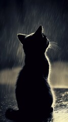A Silhouetted Black Cat Looking Up at the Falling Rain