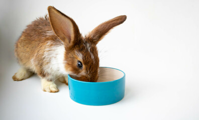A small brown rabbit with white spots eats from a blue bowl. Easter celebration, Easter bunny. A beautiful pet